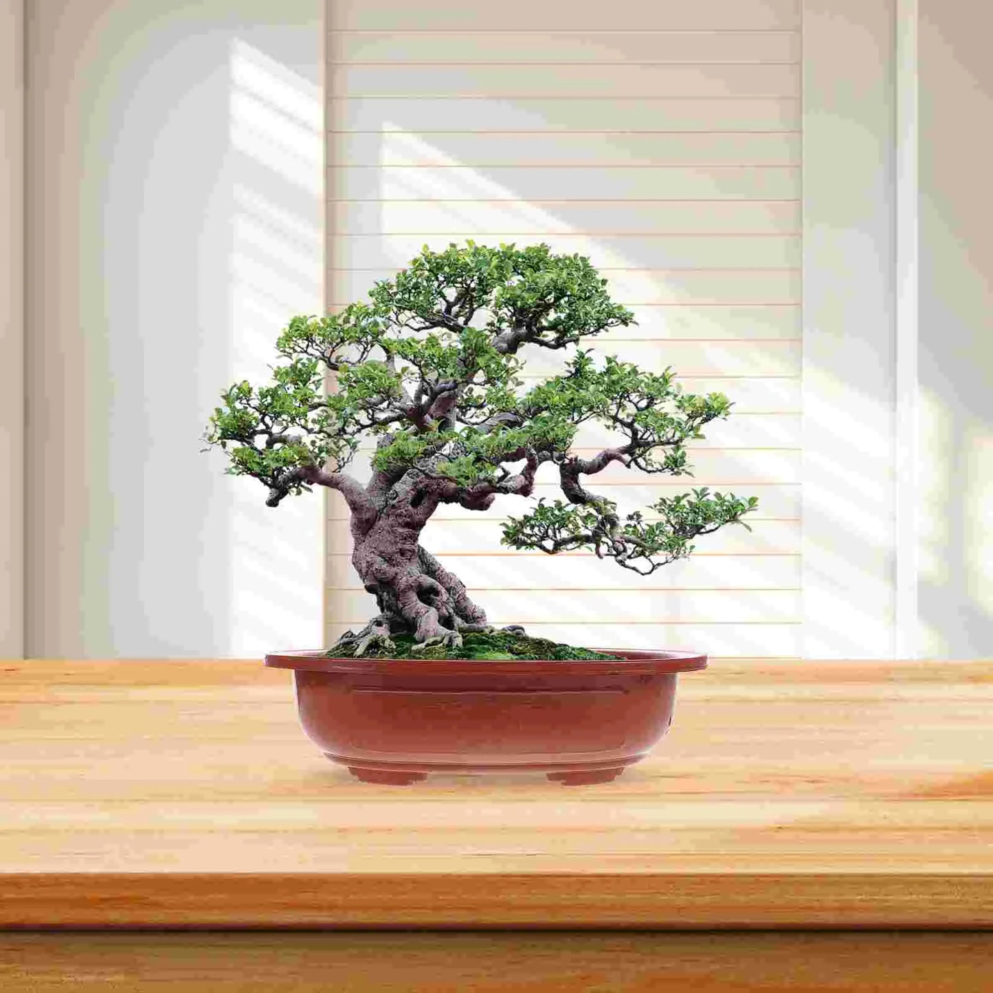 4 Pcs Bonsai Training Pots