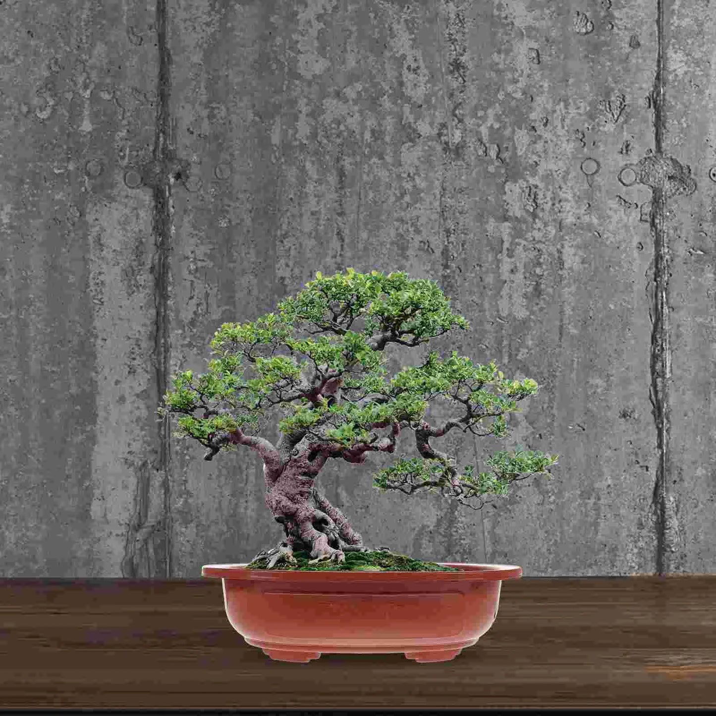 4 Pcs Bonsai Training Pots