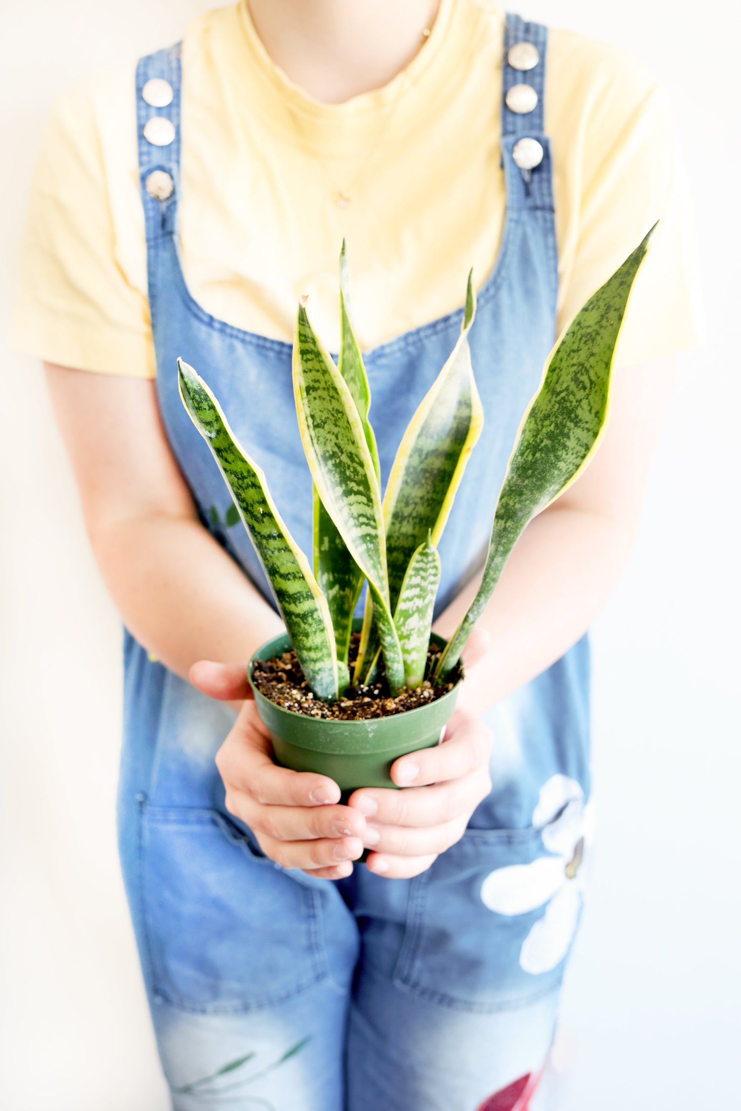 House Plants