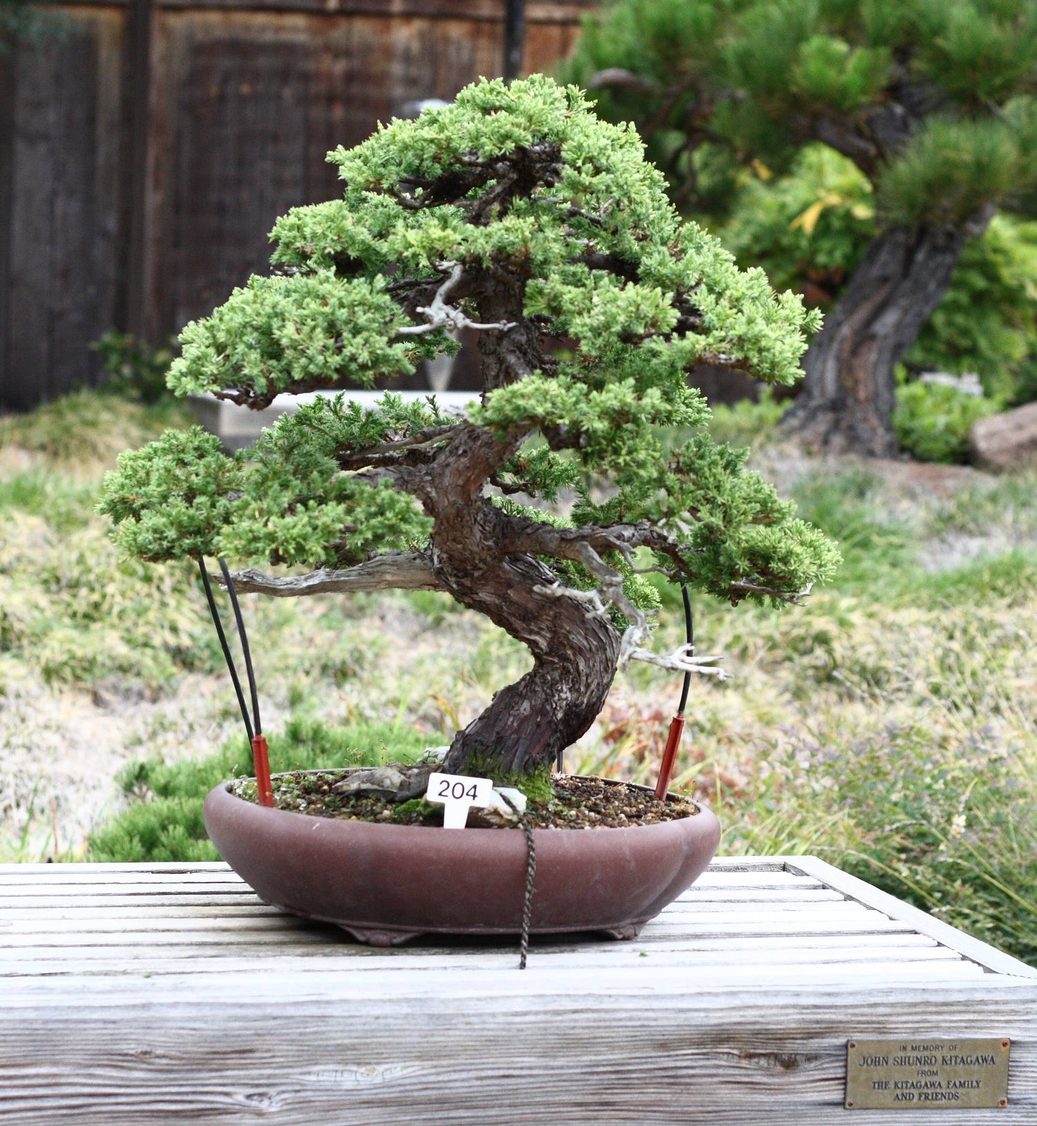Bonsai Tree