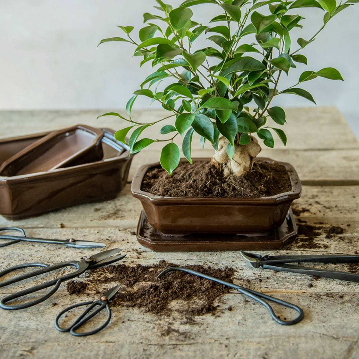 Bonsai Tools