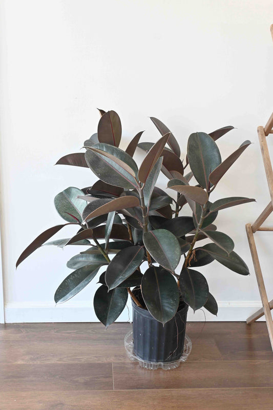 Rubber Ficus Plant