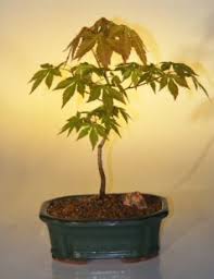 Japanese Green Maple Bonsai Tree - Small