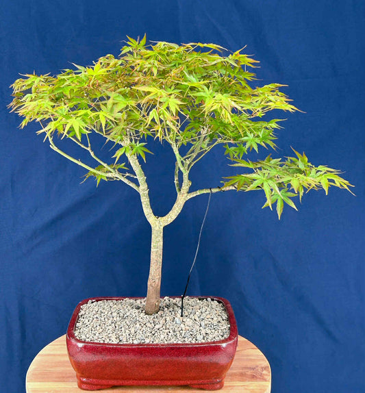 Japanese Green Maple Bonsai Tree