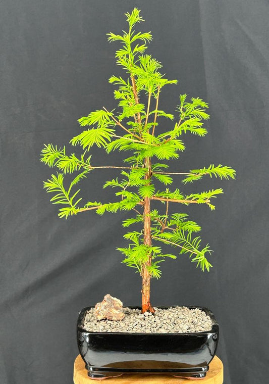 Dawn Redwood Bonsai Tree