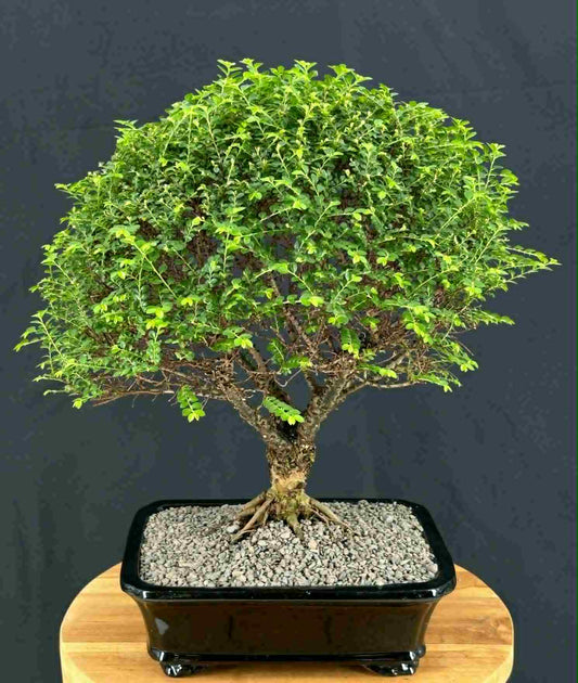Chinese Seiju Elm Bonsai Tree
