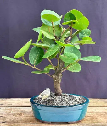 Flowering Sea Grape Bonsai Tree